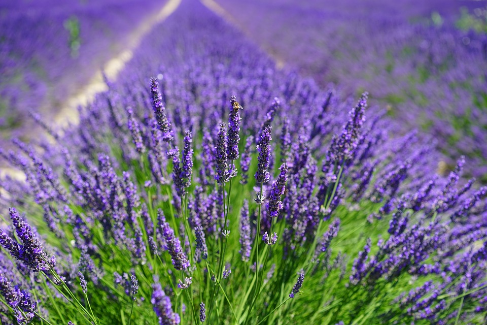 Лавандове поле біля Кракова – коли початок сезону цвітіння? lavender field 1595587 960 720