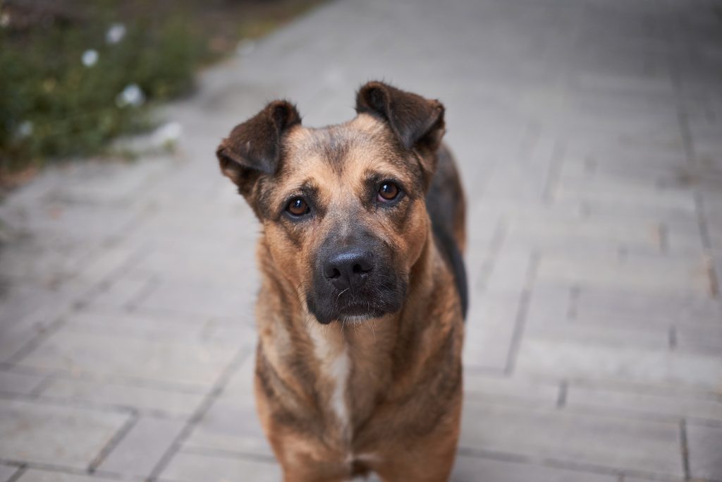 Куди звертатися, якщо ви знайшли безпритульного собаку чи кота в Кракові? street dog 6509556 1920 1024x683