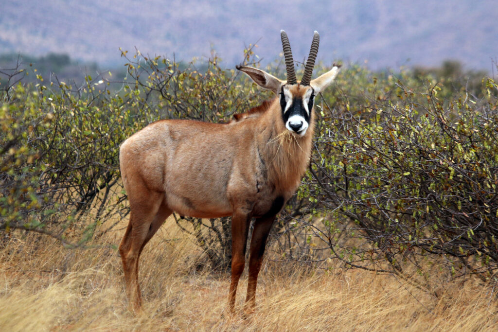 У Краківському зоопарку з’явилися нові мешканці roan antelope hippotragus equinus equinus male 1024x683