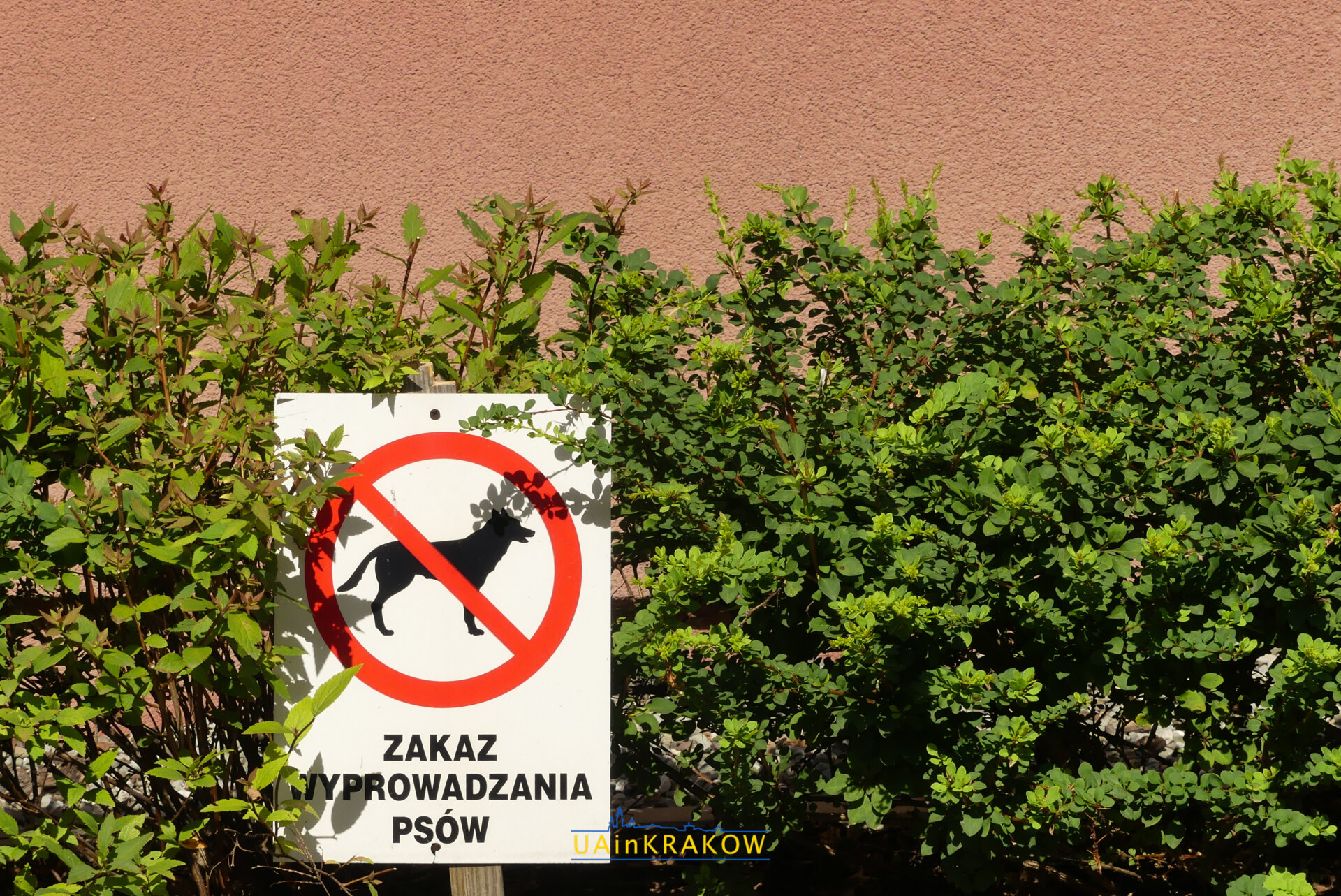 Із собакою в Кракові: як перетнути кордон, отримати безплатну допомогу та де вигулювати в місті P UAinKrakow.pl