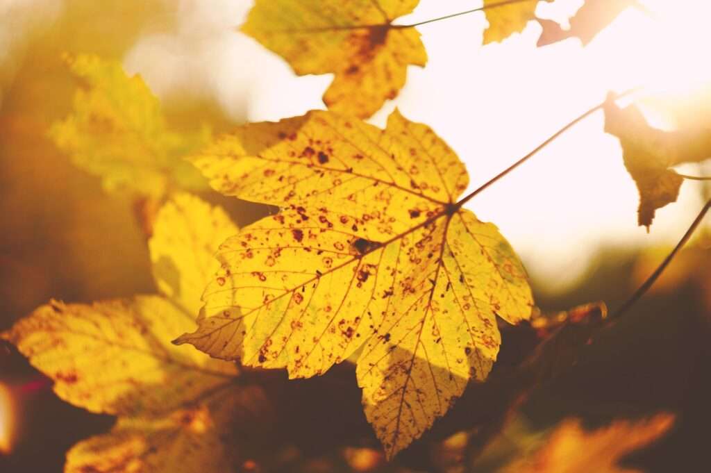 Золота осінь: наступного тижня у Кракові прогнозують потепління  Matthias Heil Bkez Va L U Unsplash UAinKrakow.pl