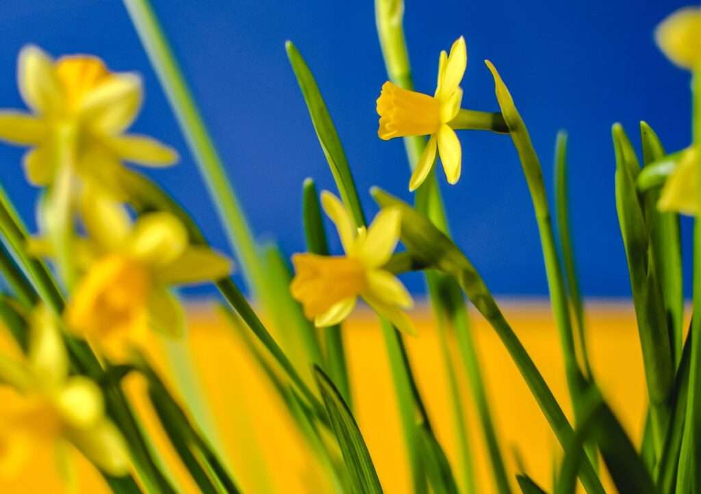 У Кракові відбудеться виставка квіткових композицій у синіх і жовтих кольорах  Pexels Eva Bronzini UAinKrakow.pl